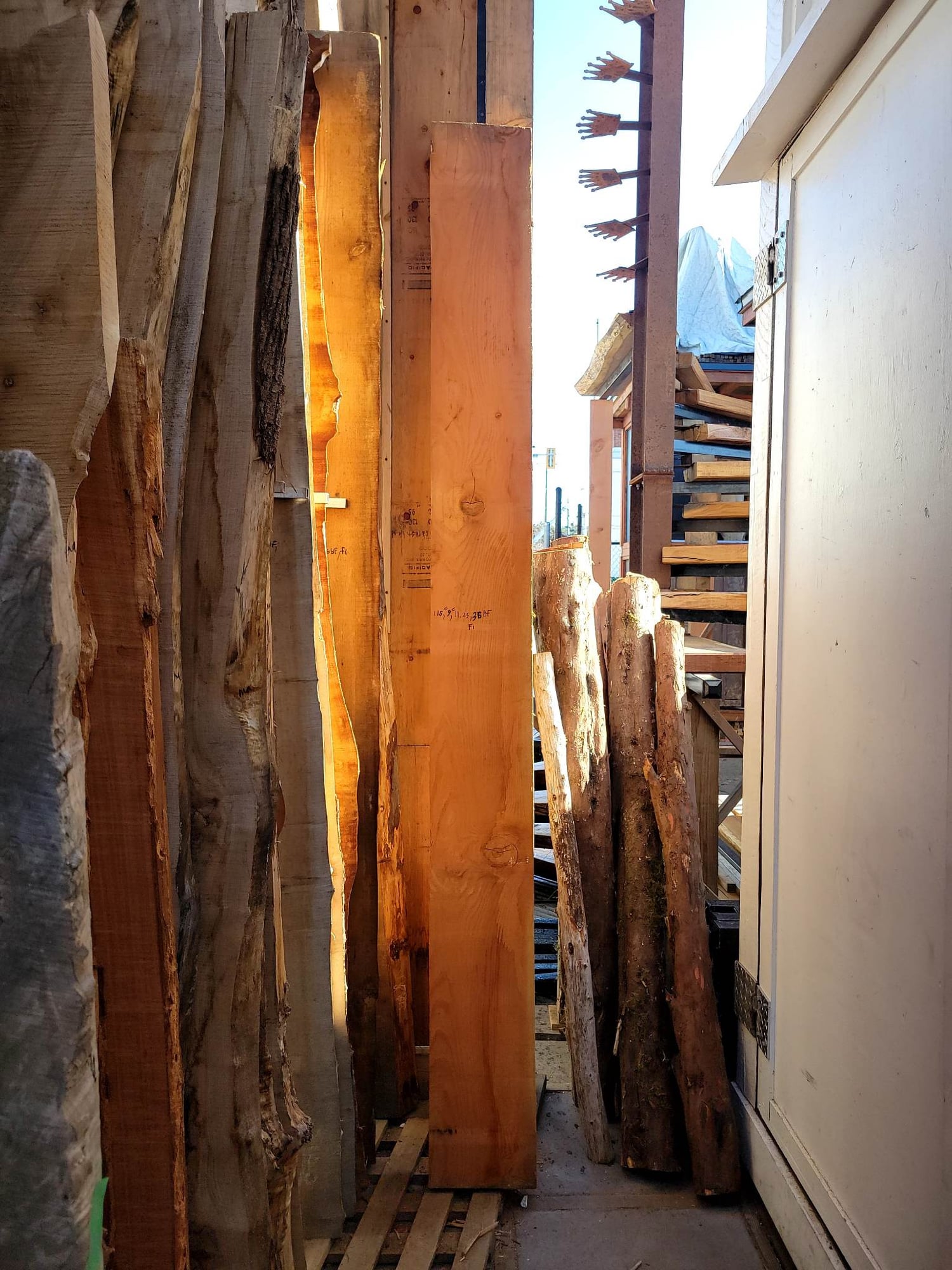 Douglas Fir